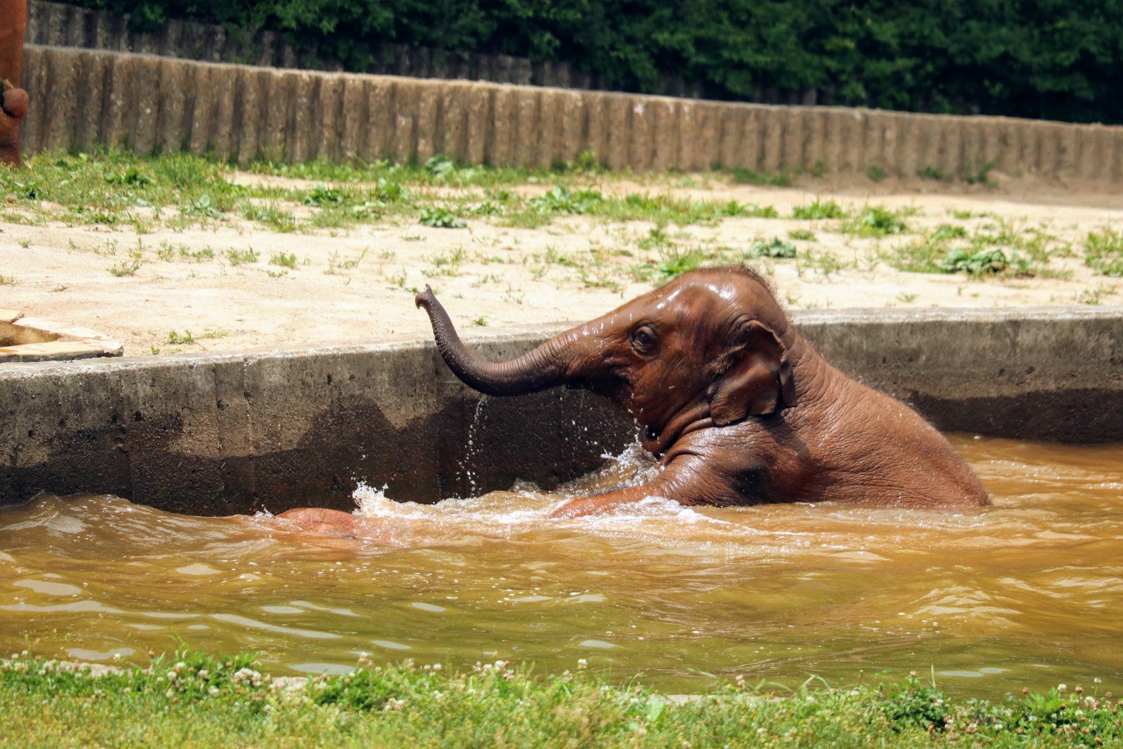 Asian Elephant baby playing in water