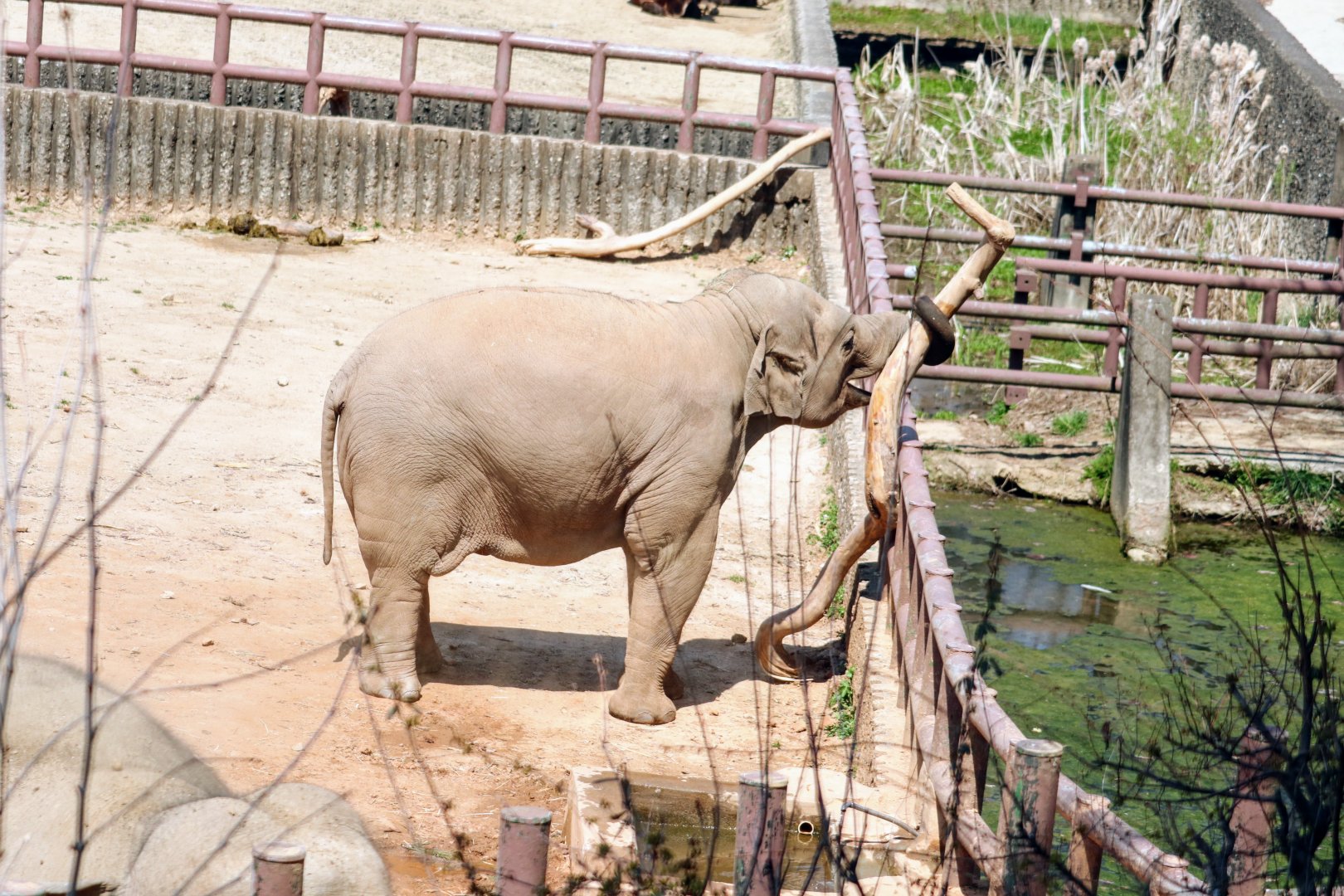 Asian Elephant baby playing with tree branch