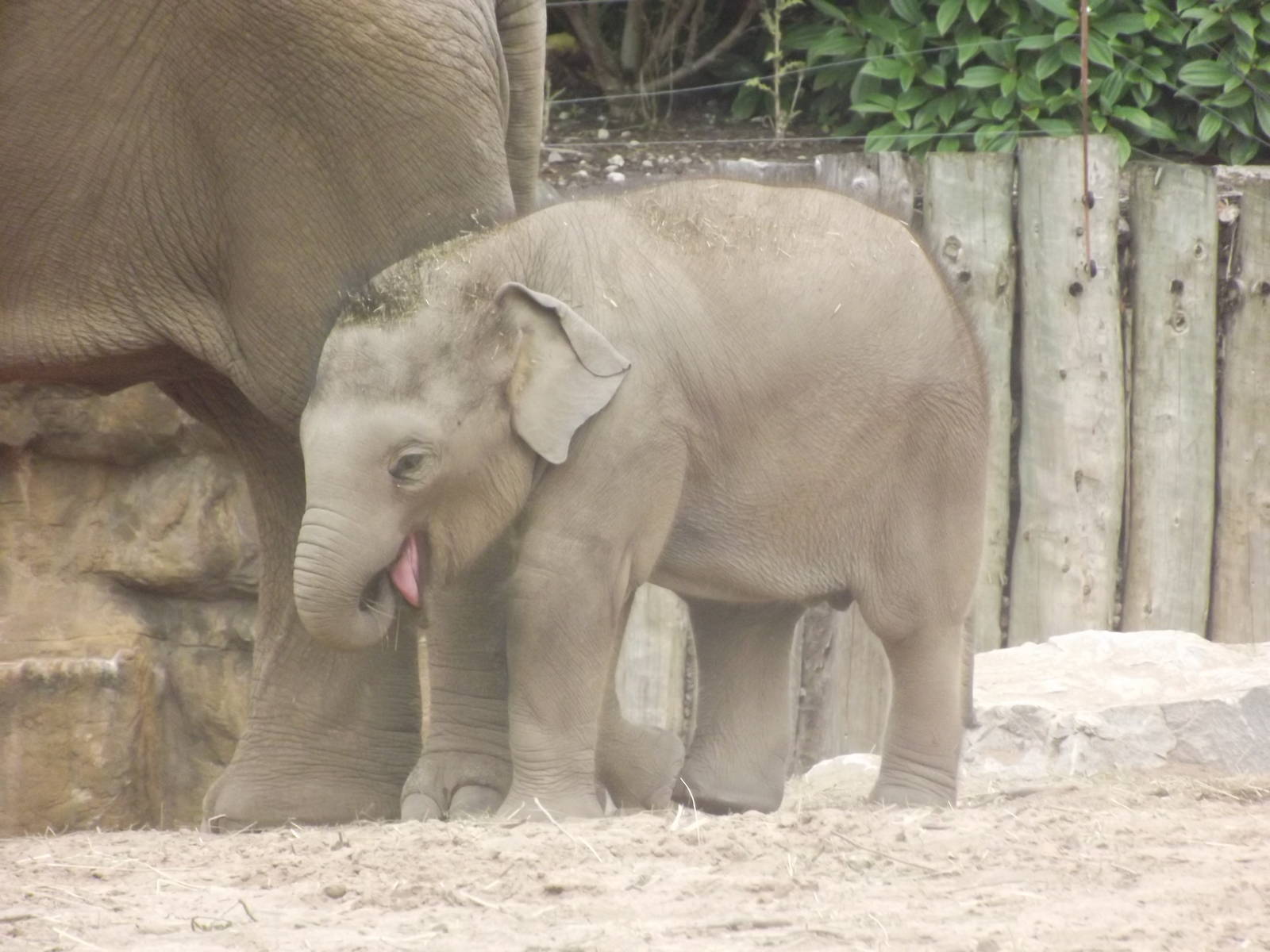 Asian Elephant Baby