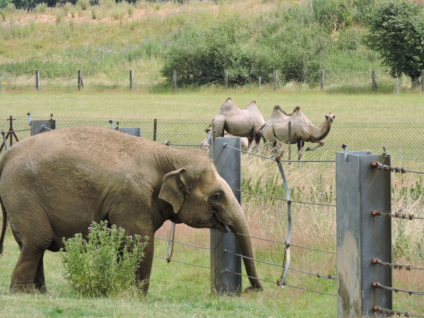 Asian Elephant & Bactrian Camel