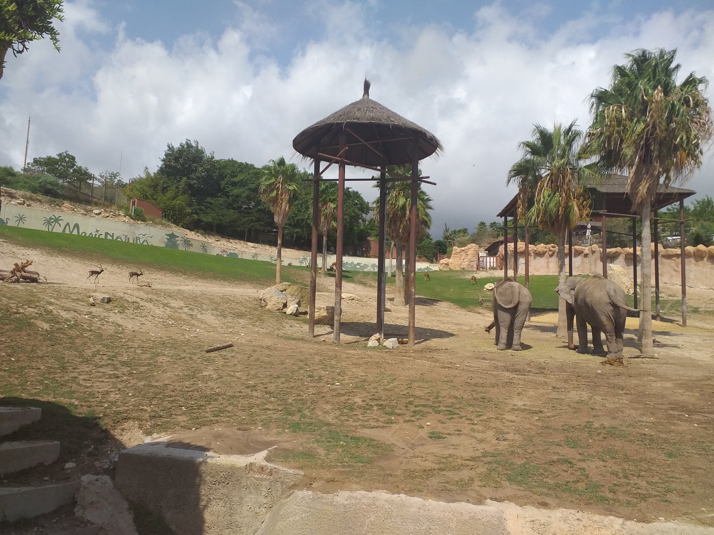 Asian elephant, Barashinga, Blackbuck and Axis exhibit -TerraNatura Benidorm (2021)