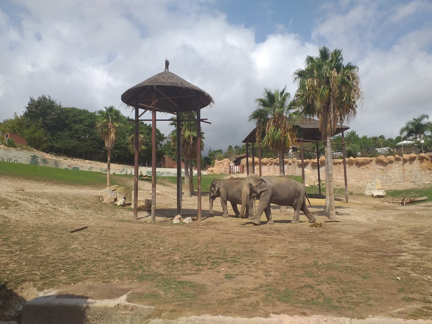 Asian elephant, Barashinga, Blackbuck and Axis exhibit -TerraNatura Benidorm (2021)