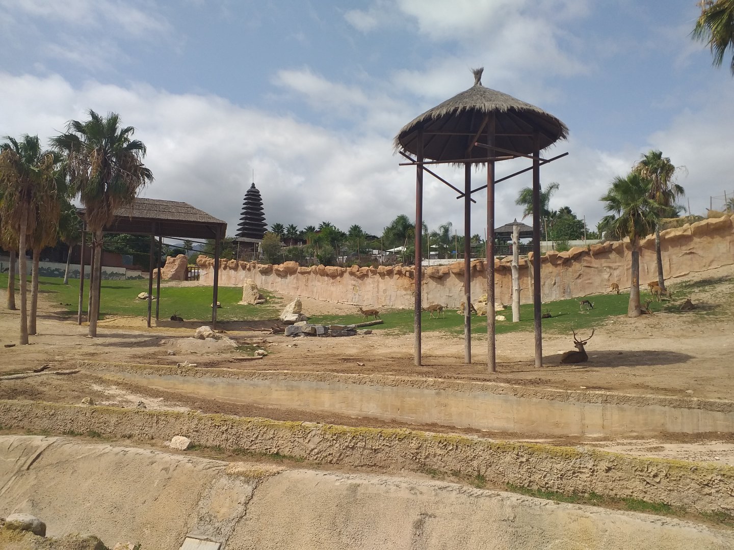 Asian elephant, Barashinga, Blackbuck and Axis exhibit -TerraNatura Benidorm (2021)