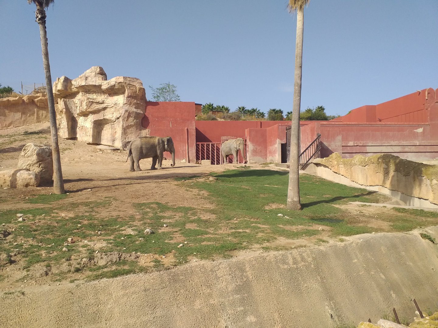 Asian elephant, Barashinga, Blackbuck and Axis exhibit -TerraNatura Benidorm (2021)