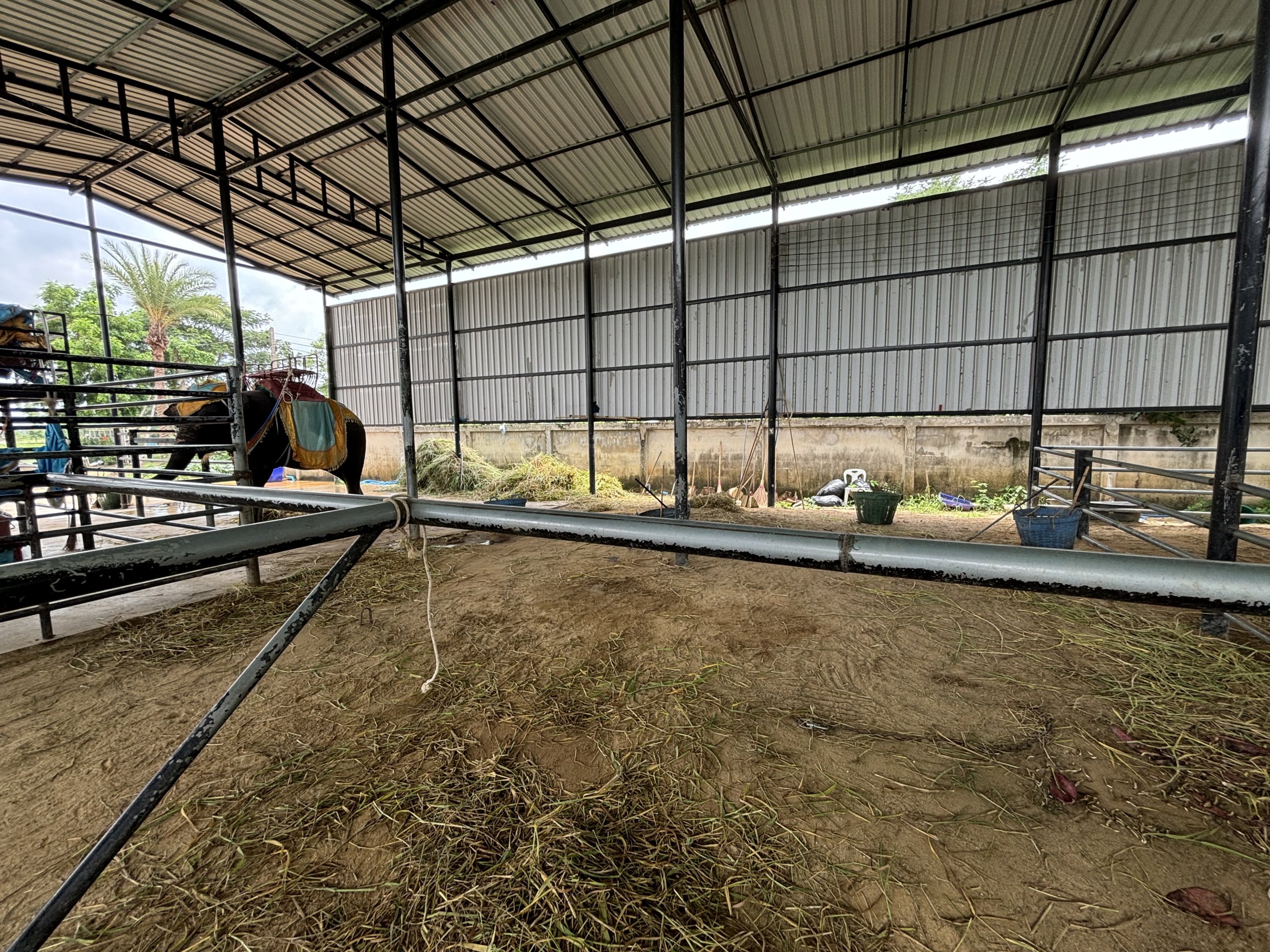 Asian Elephant Barn - Lion Park