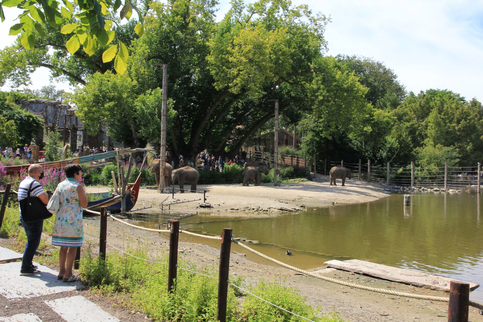 Asian elephant bathing area at the lake (July 2020)