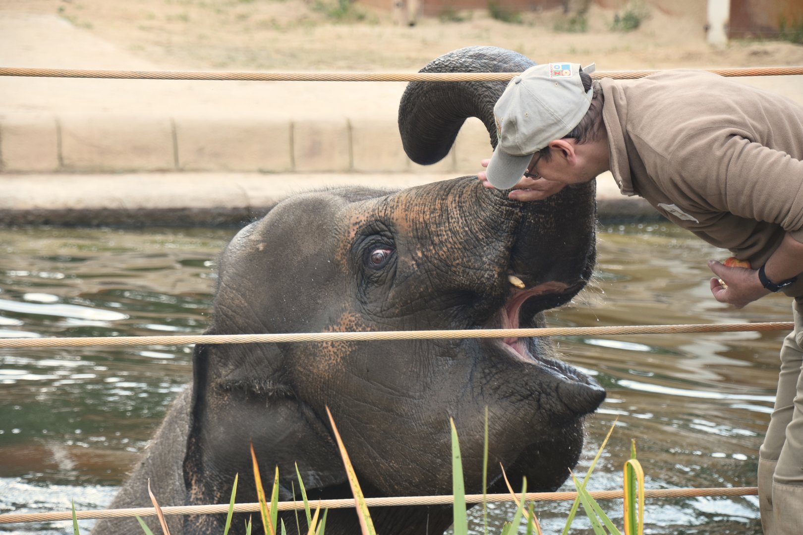 Asian elephant bathing, Elephas maximus