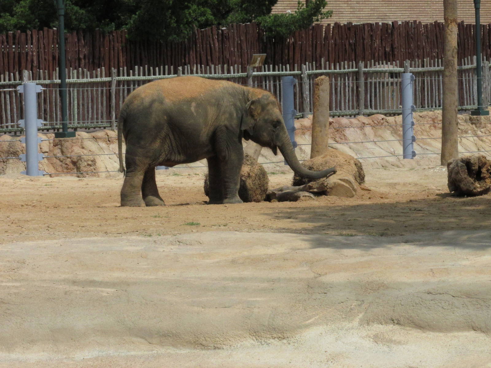 asian elephant  baylor houston zoo