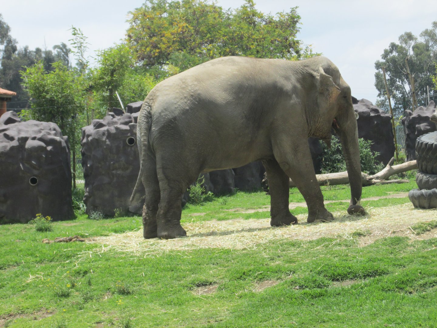 ASIAN ELEPHANT BIREKI