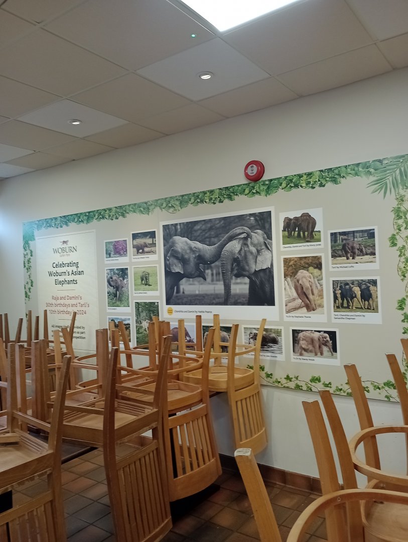 Asian elephant board in cafe