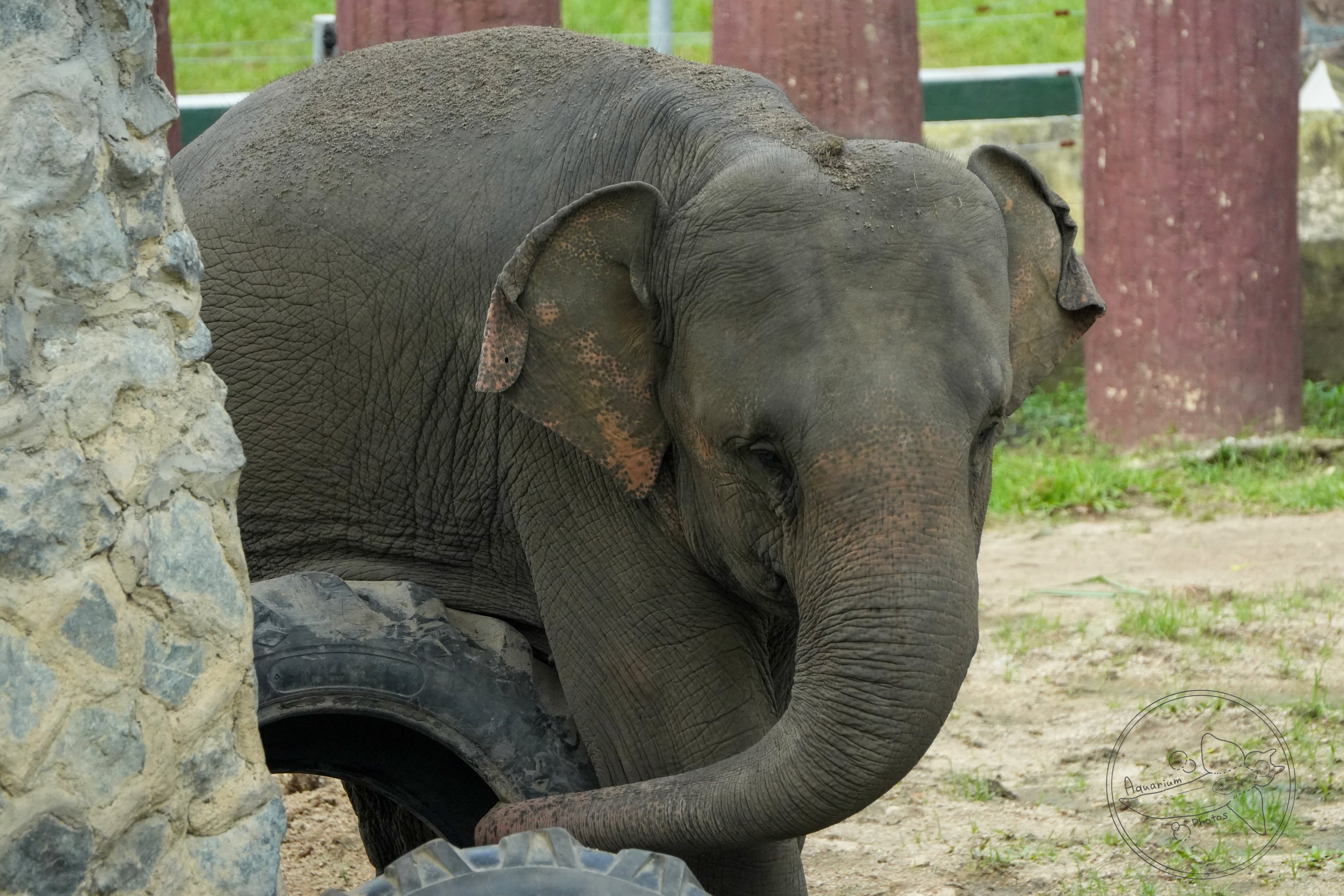Asian Elephant (Borneo Elephant?)