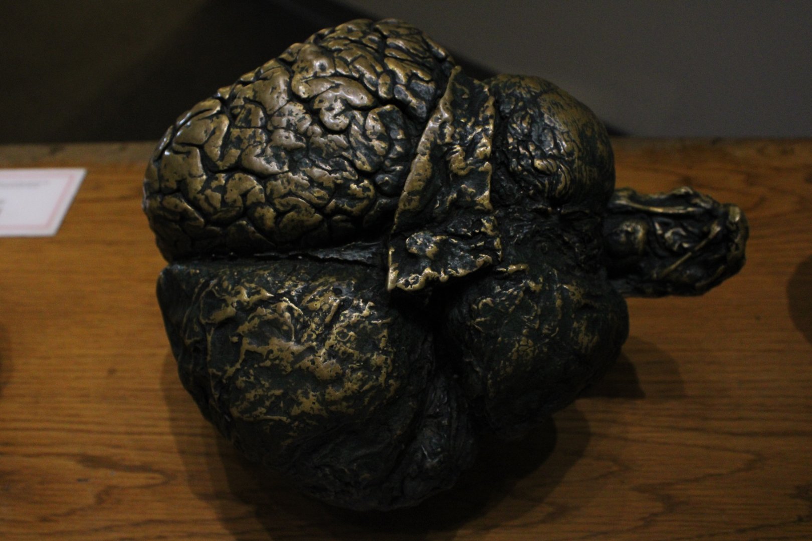 Asian Elephant Brain