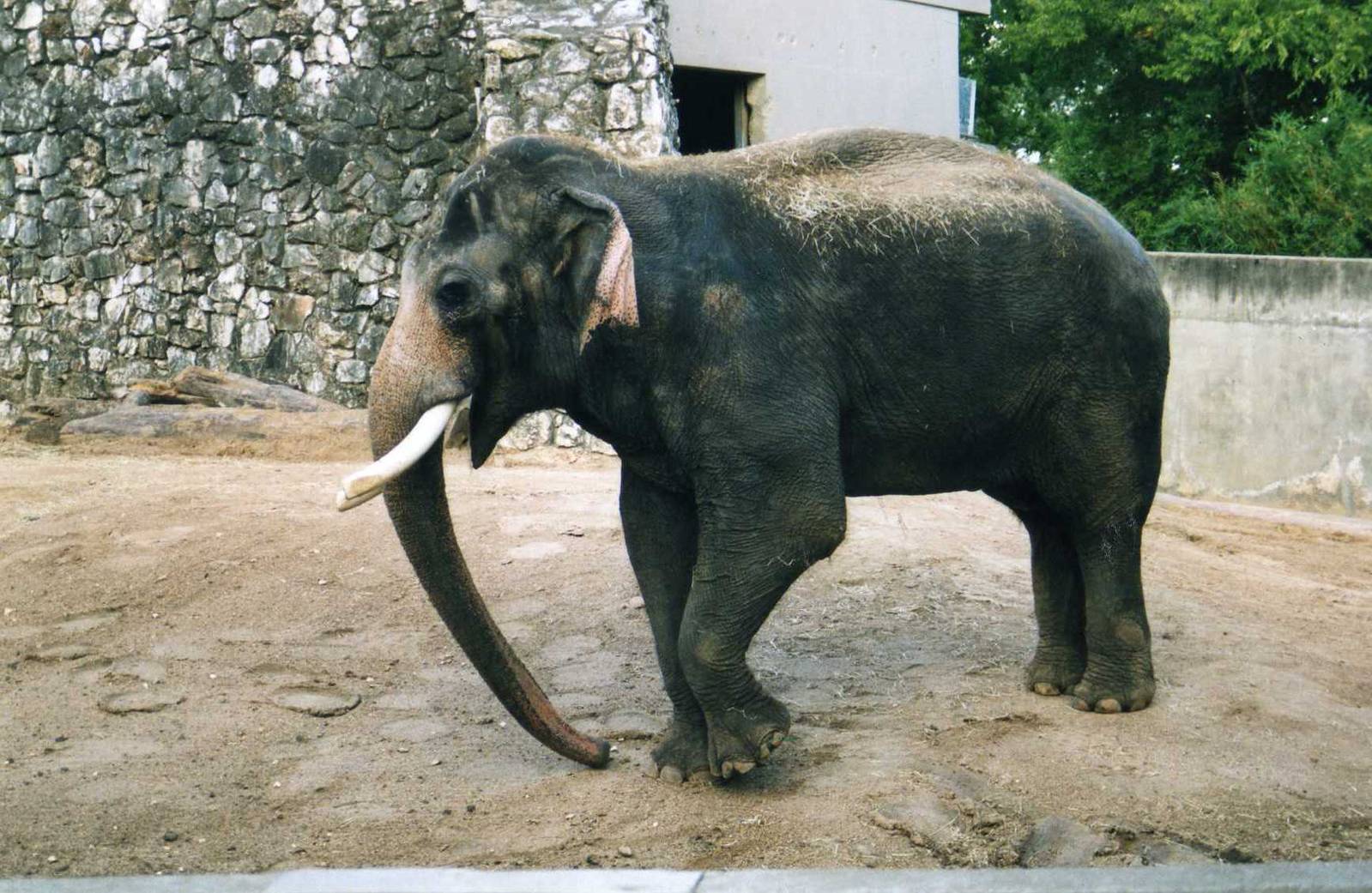 Asian elephant breeding Bull