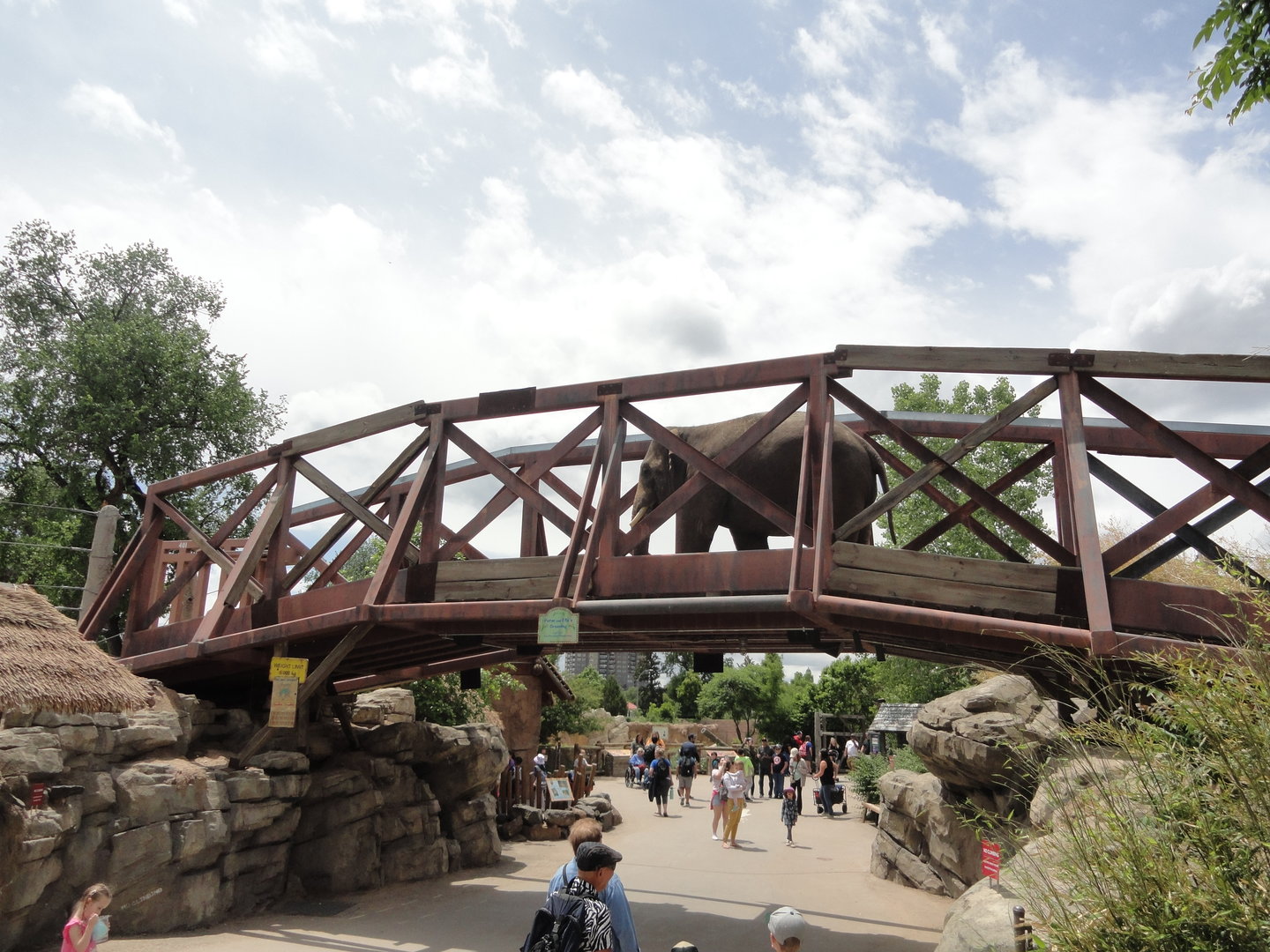 Asian Elephant Bridge