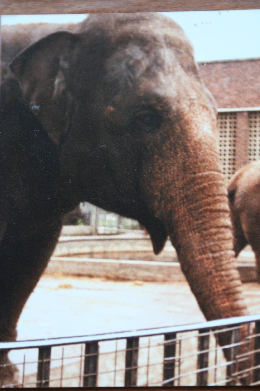 Asian Elephant @ Bristol; 13.07.83