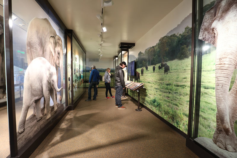 Asian elephant building