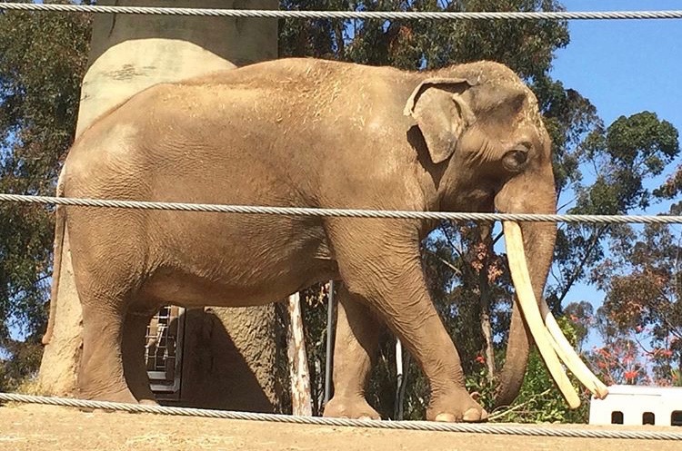 asian elephant bull 2016