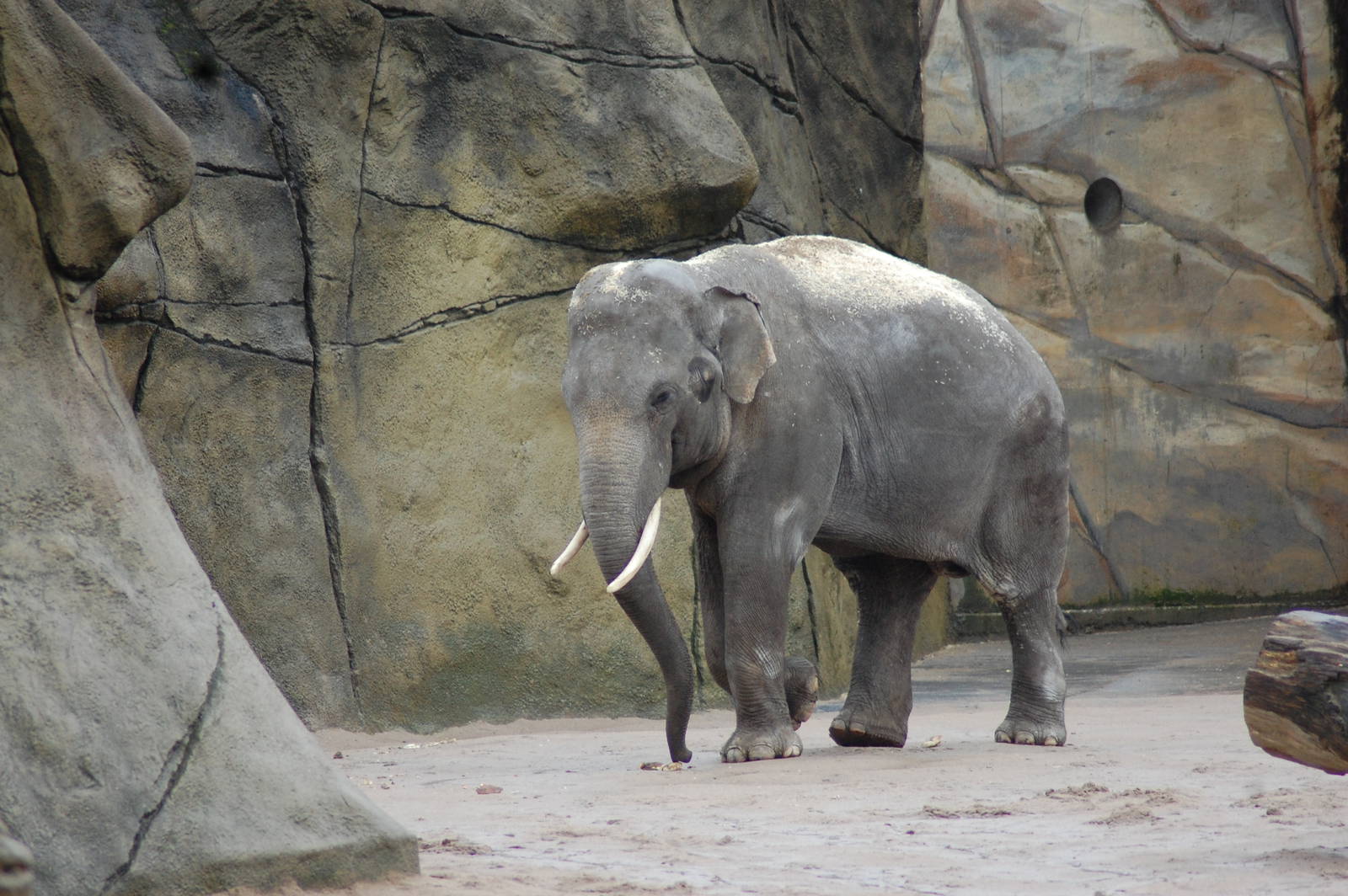 Asian elephant bull 27-02-2011