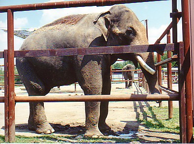 Asian elephant bull @ African lion Safrai park Canada (off exhibit)