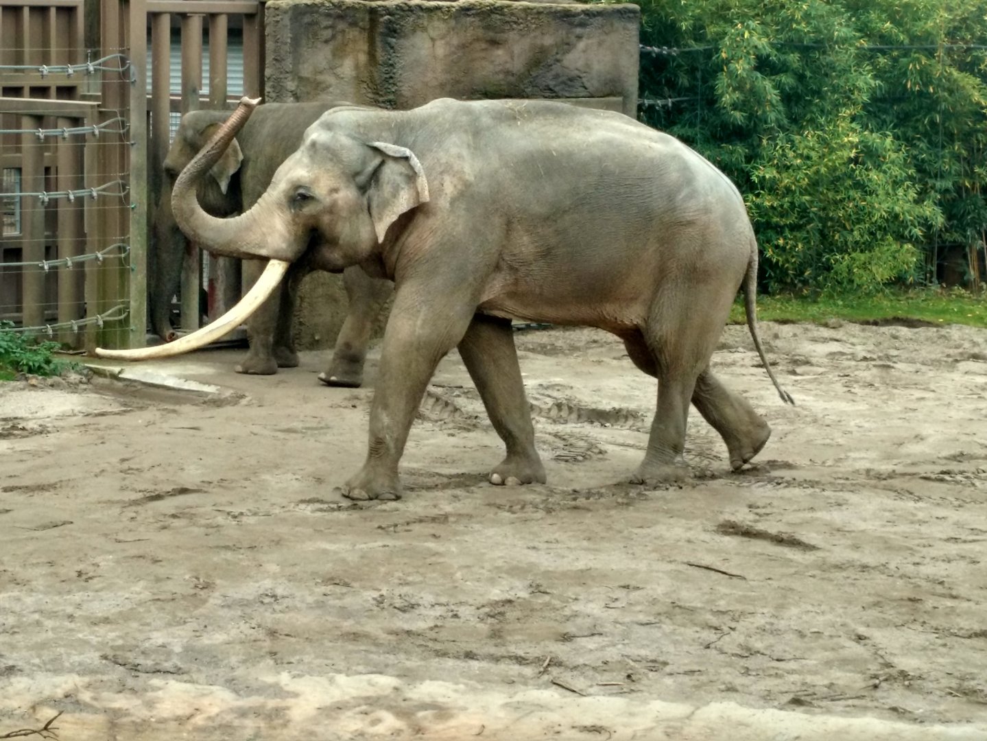 Asian elephant bull Alexander Oct 2016