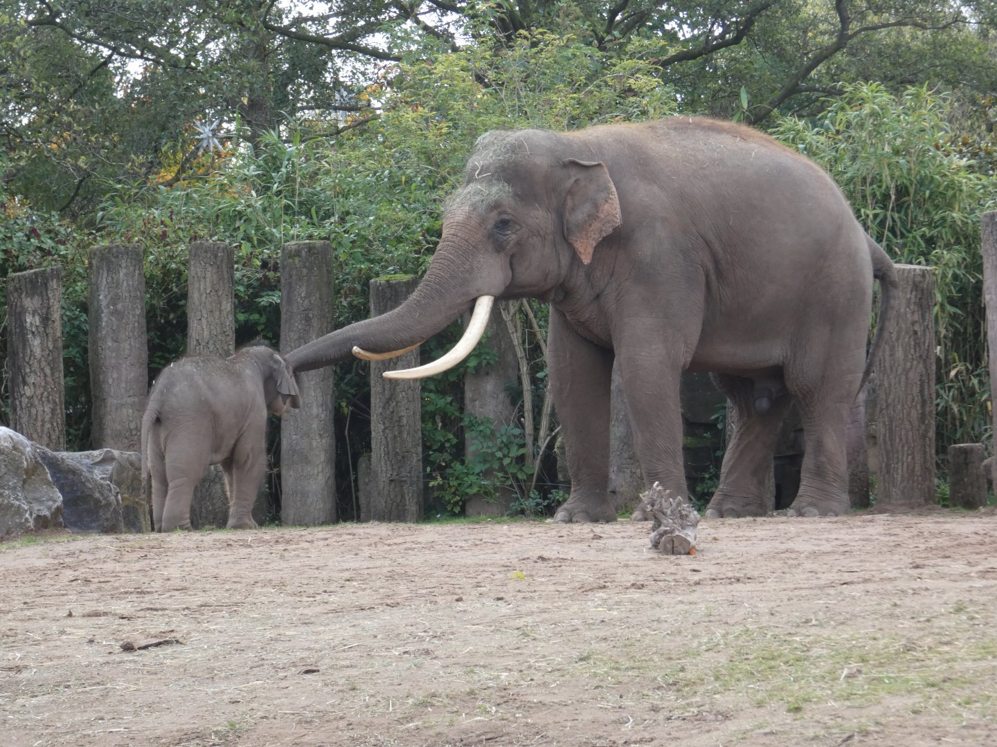 Asian Elephant bull and calf