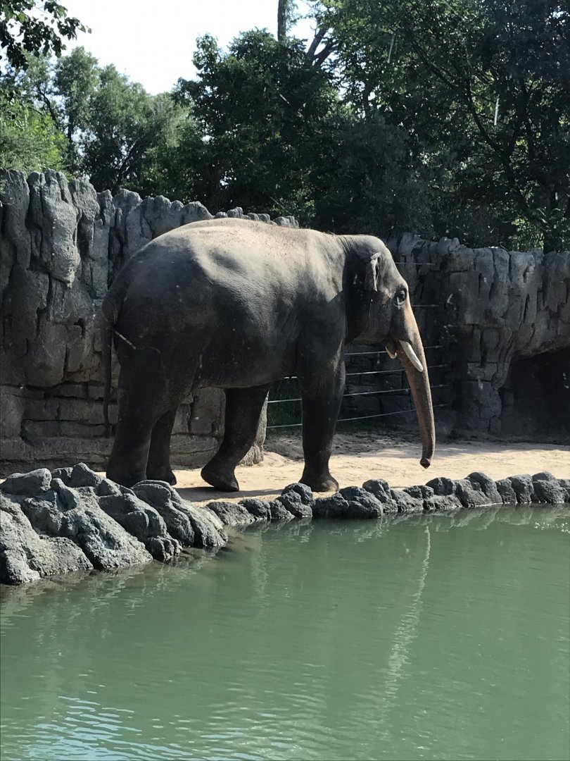 Asian Elephant Bull at Denver Zoo