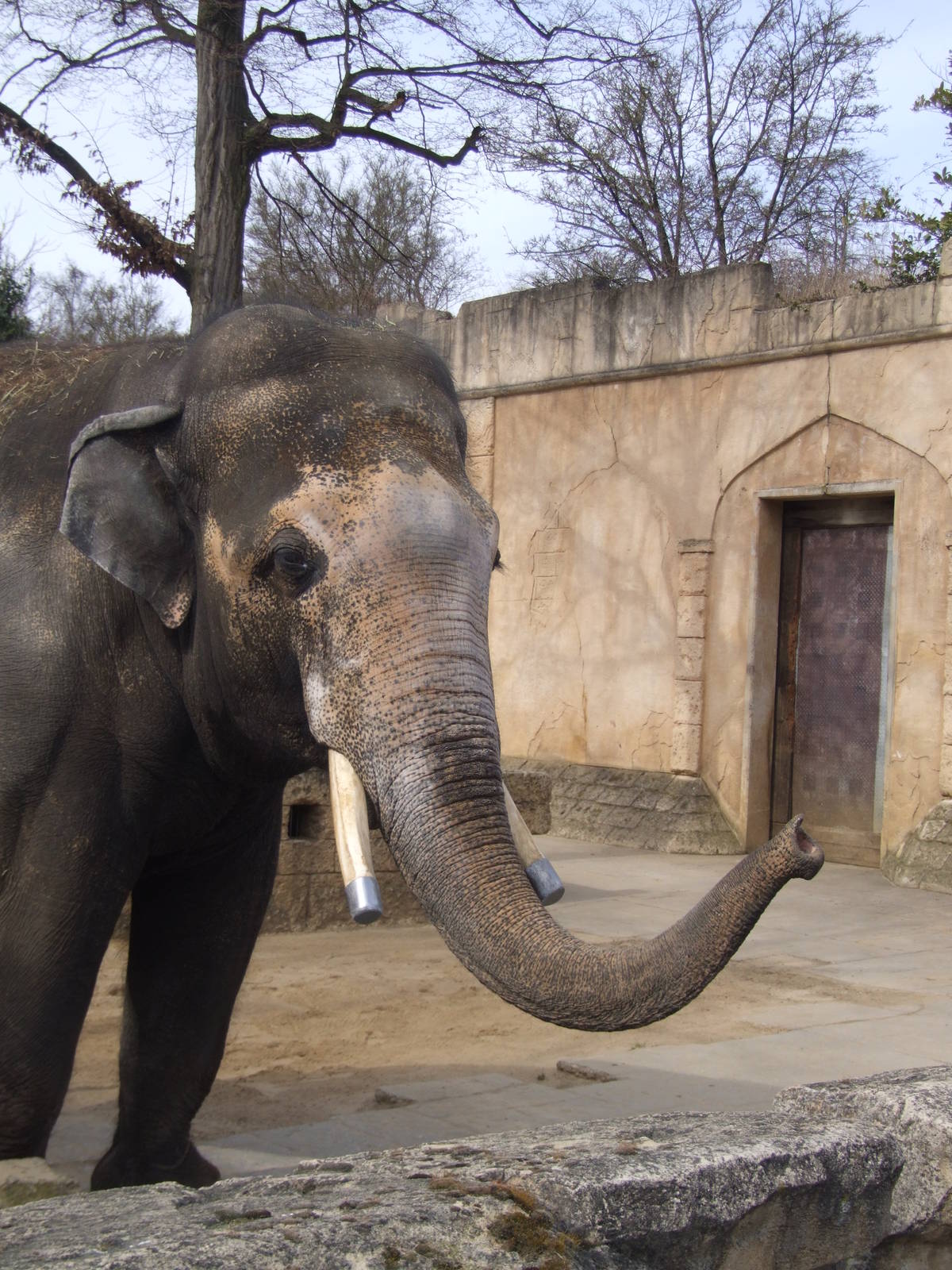 Asian Elephant Bull at Hannover, 23/03/13