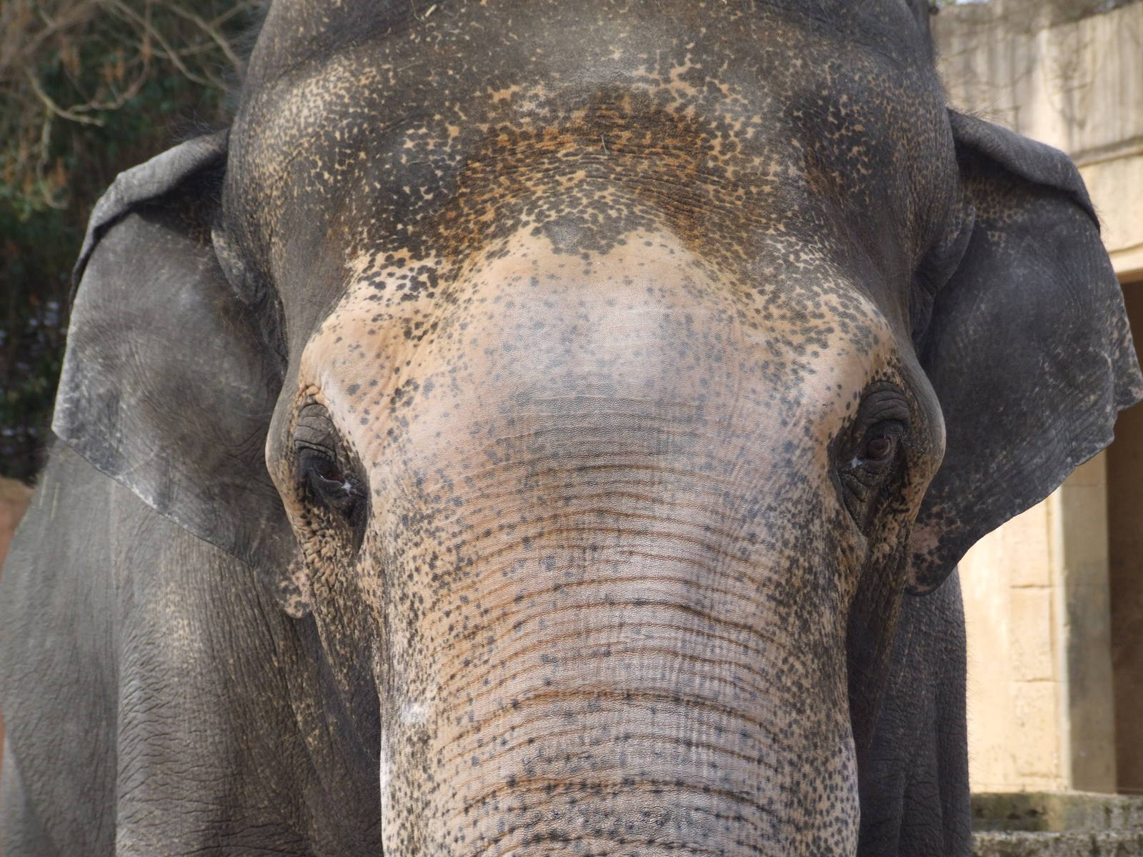 Asian Elephant Bull at Hannover, 23/03/13