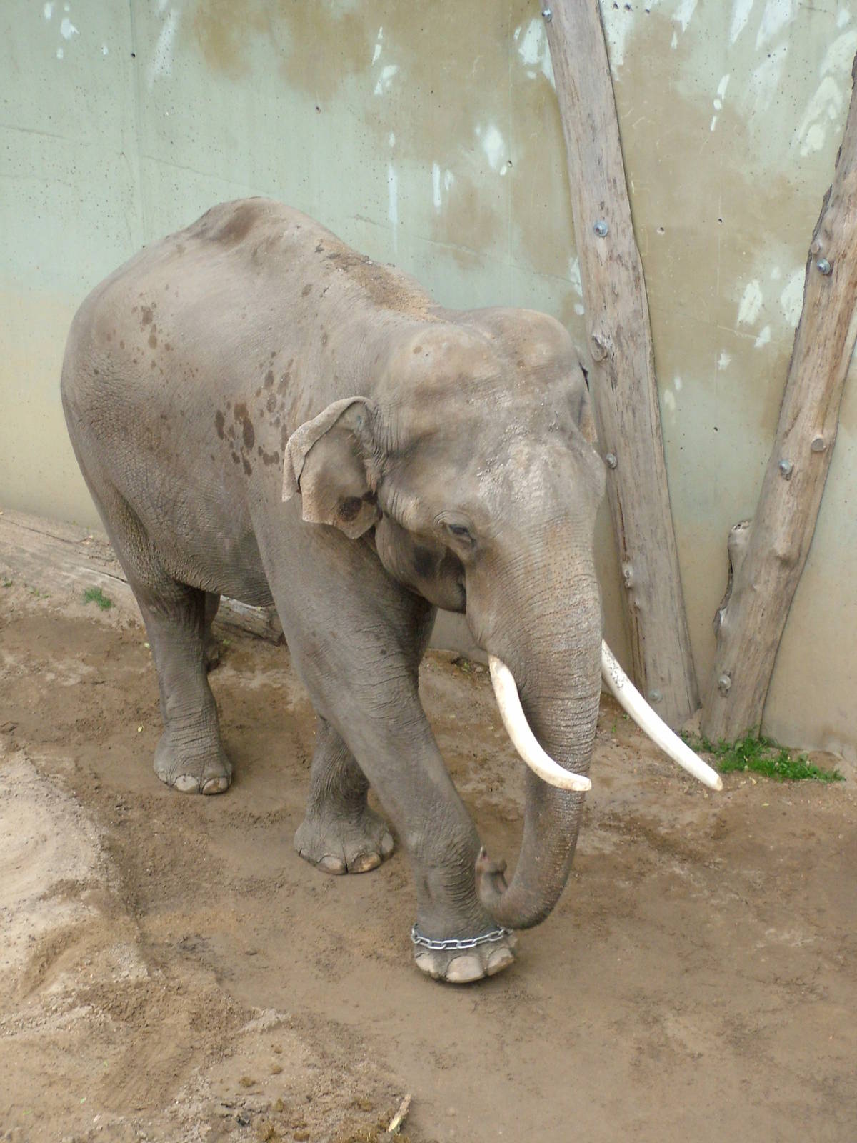 Asian Elephant bull at Prague, 24/05/10