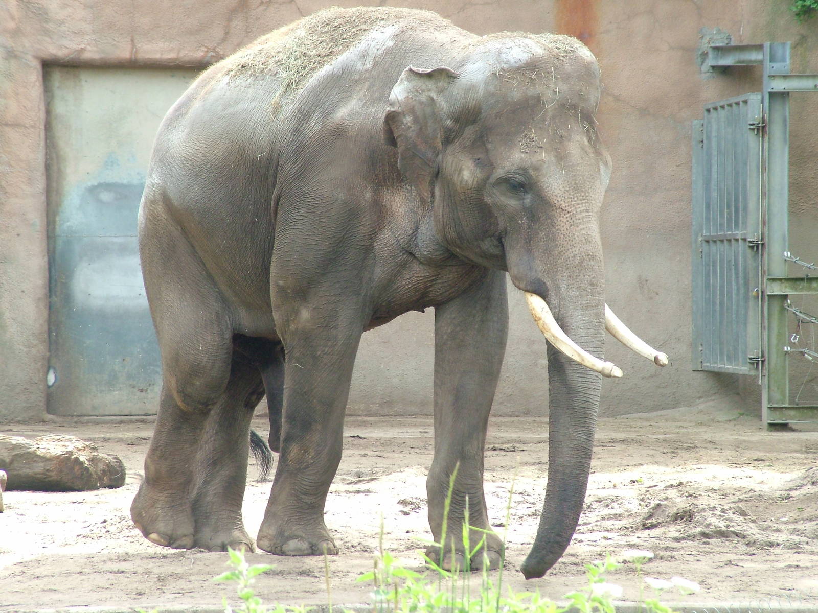 Asian Elephant bull at Rotterdam 10/05/09