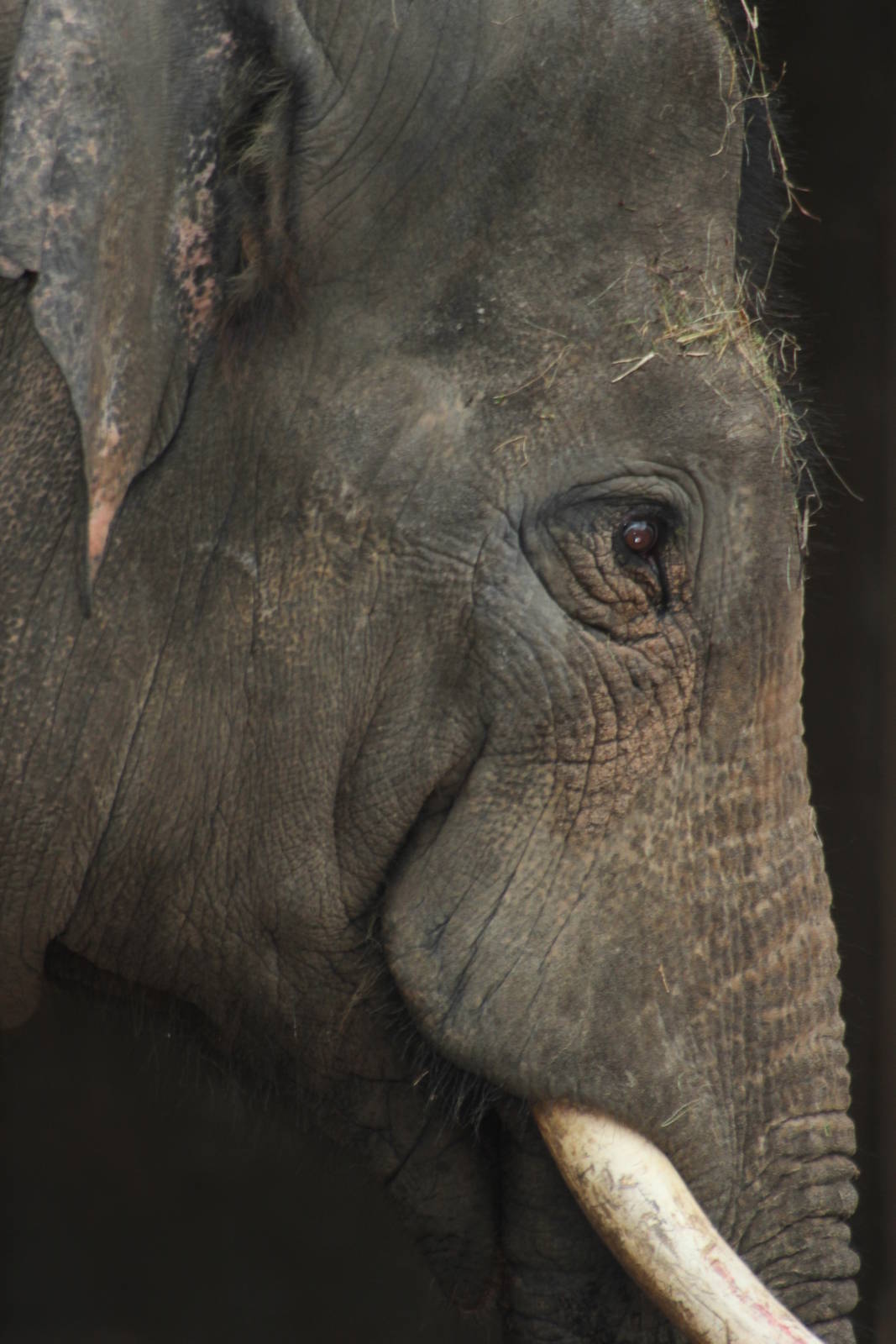 Asian elephant bull 'Aung Bo'