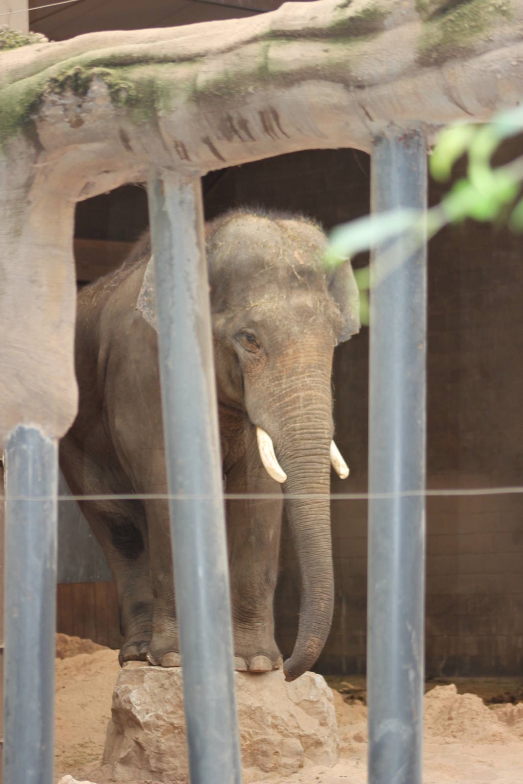 Asian elephant bull 'Aung Bo'