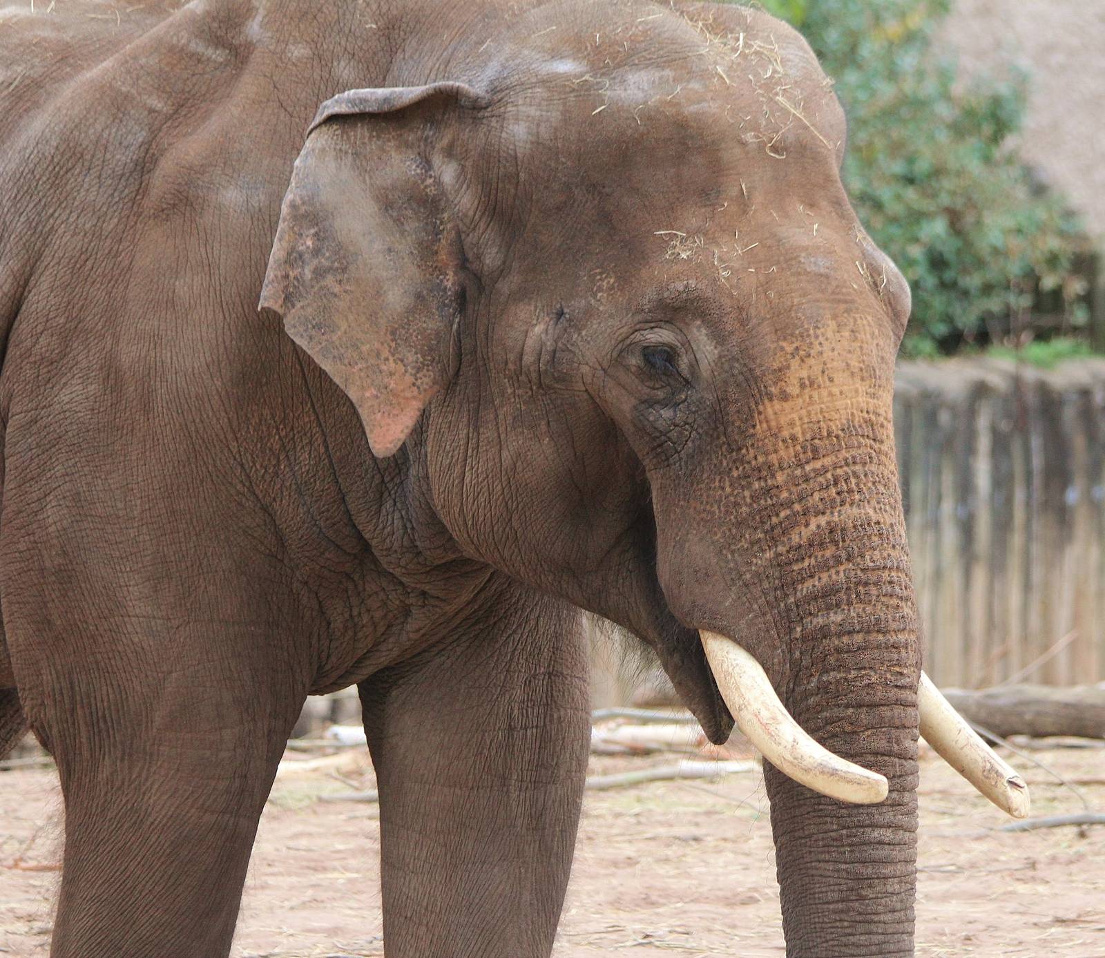 Asian Elephant bull, Aung Bo