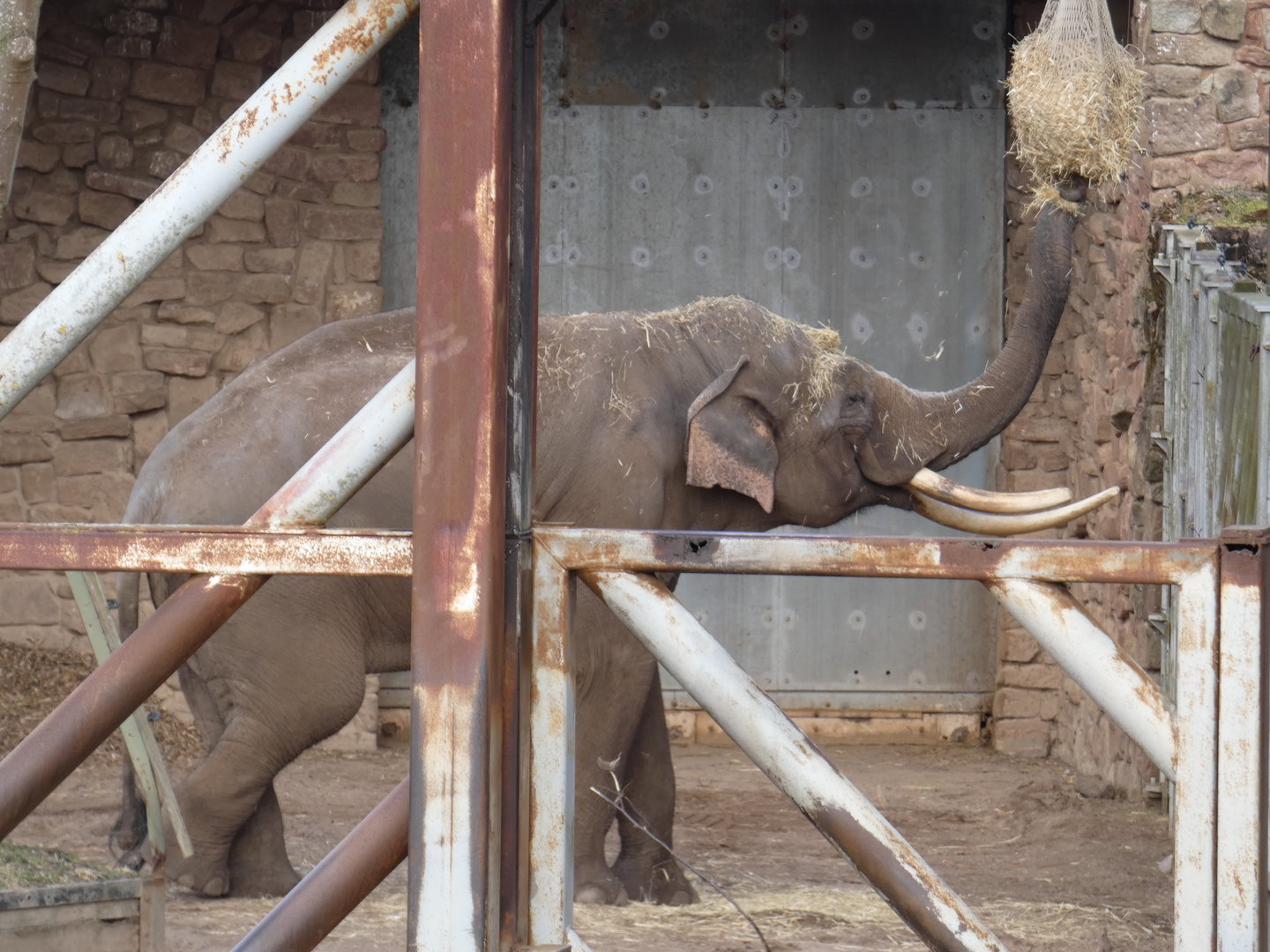 Asian elephant bull 'Aung Bo'