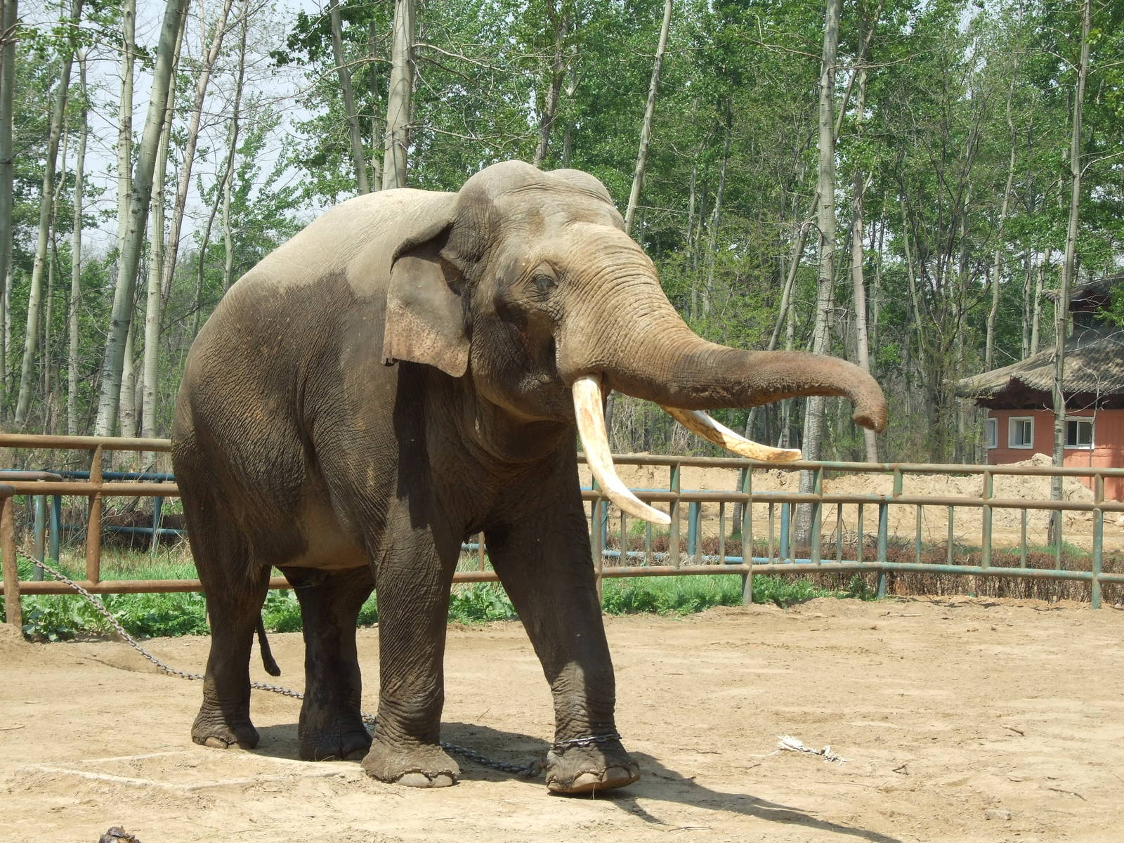 Asian elephant bull Ba Bo