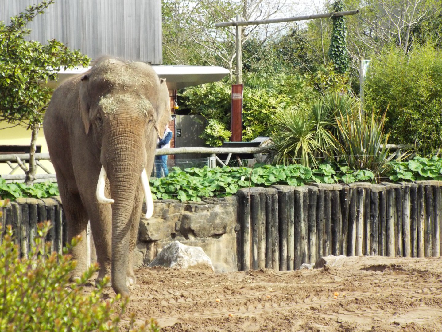 Asian Elephant Bull - Chester Zoo