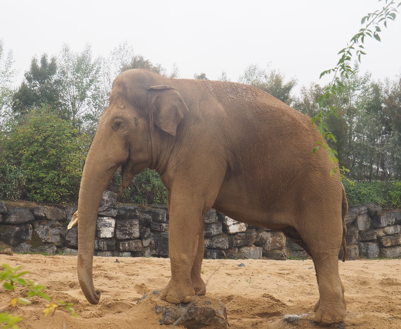 Asian elephant bull (Elephas maximus), 2022-09-14