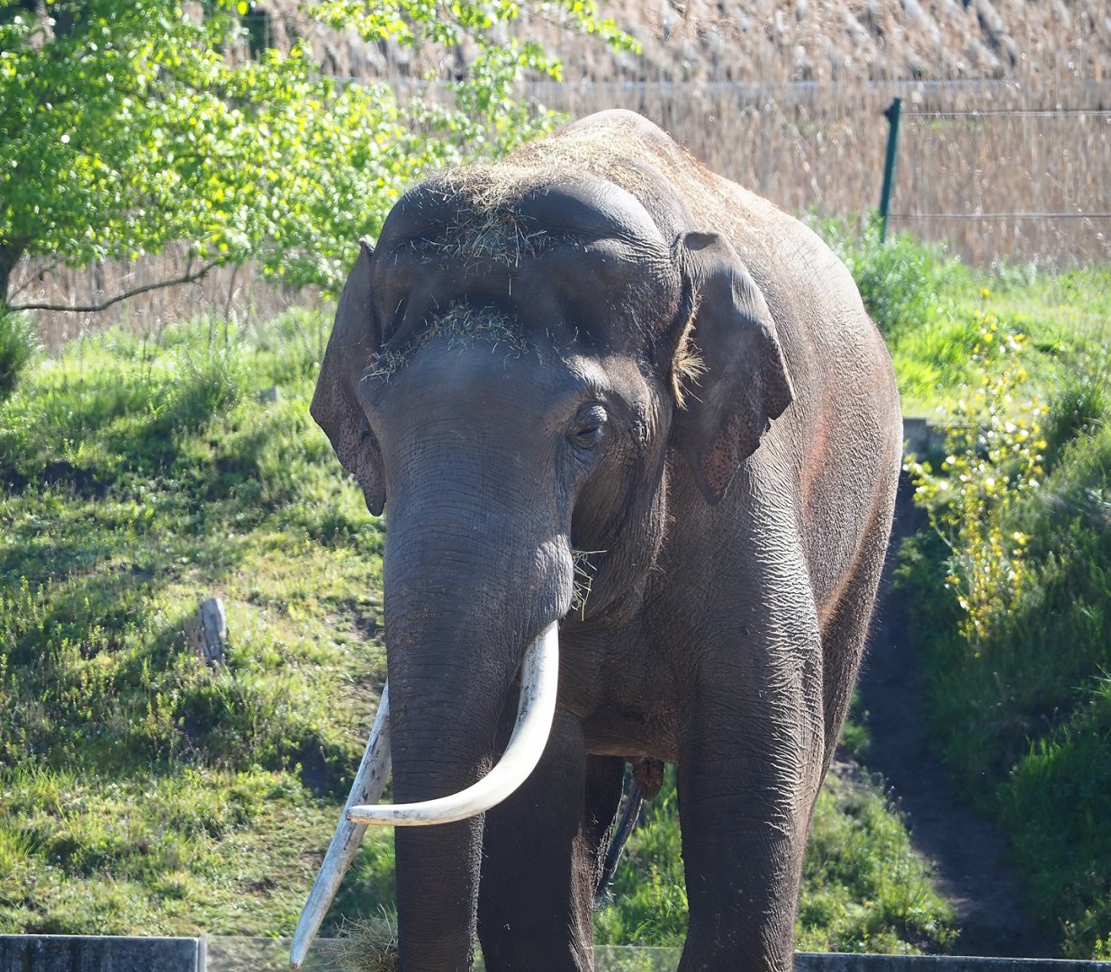 Asian elephant bull (Elephas maximus), 2023-04-30
