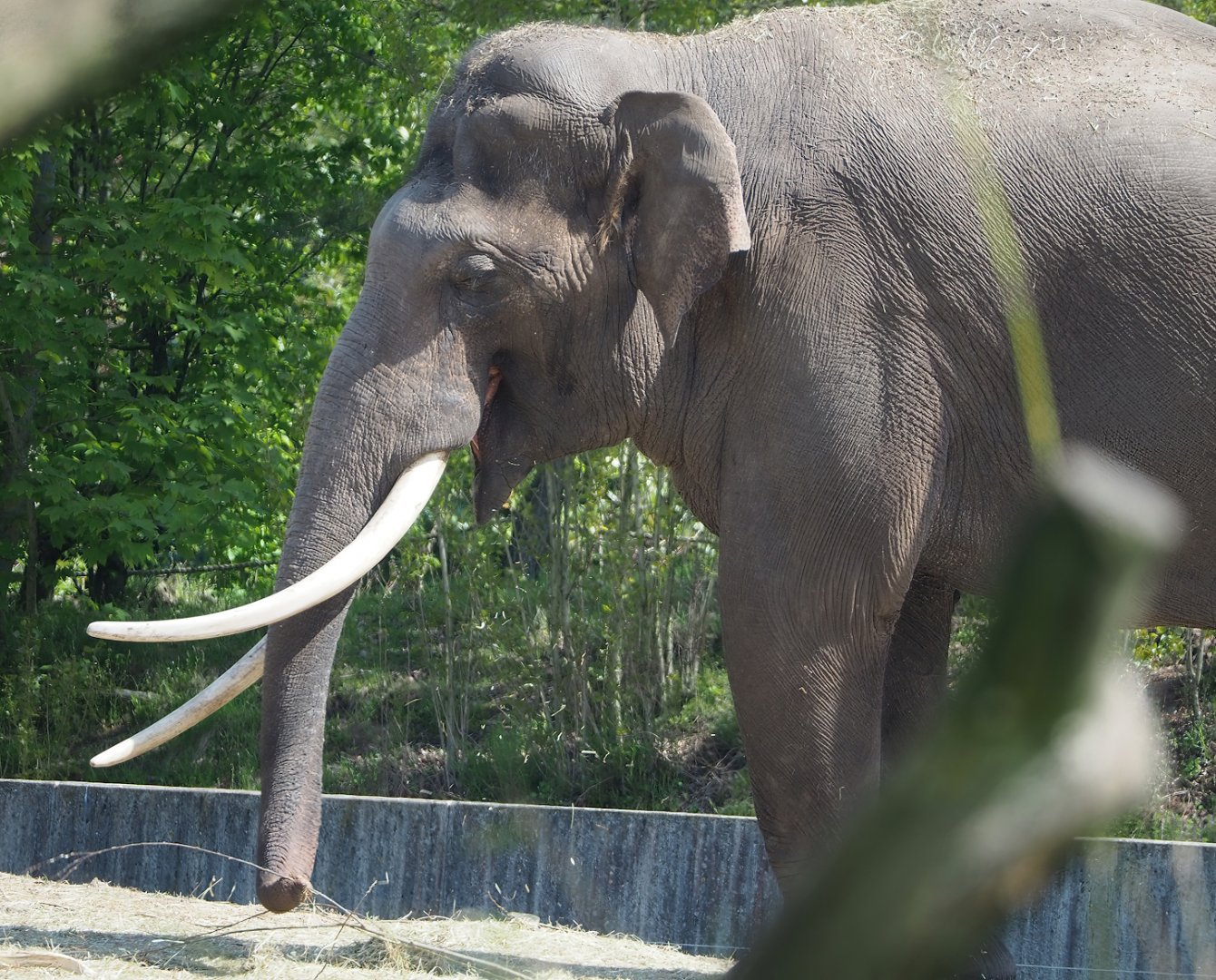 Asian elephant bull (Elephas maximus), 2023-04-30