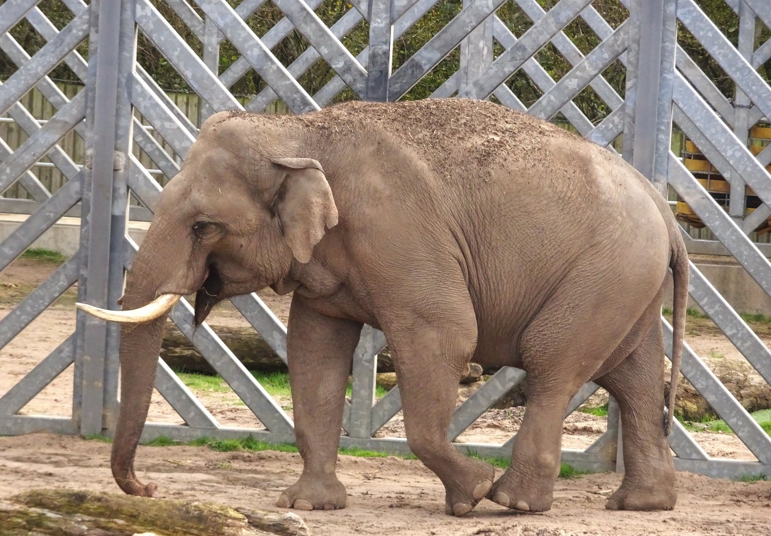 Asian Elephant Bull Emmett 25 October 2025