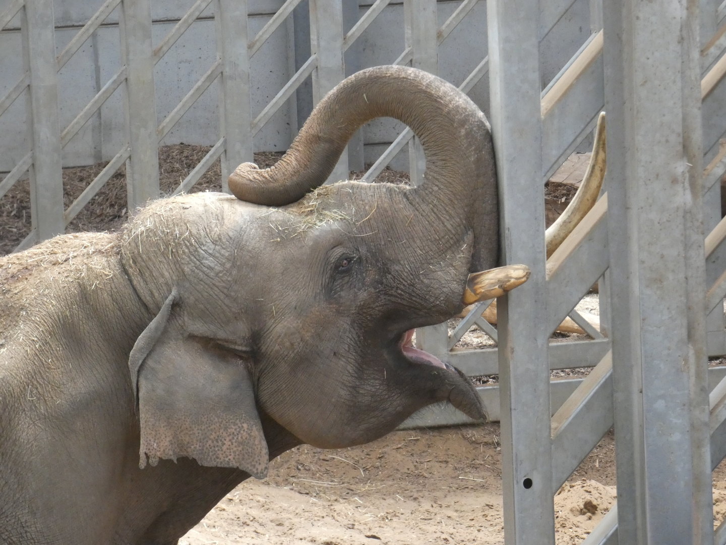 Asian elephant bull 'Emmett'