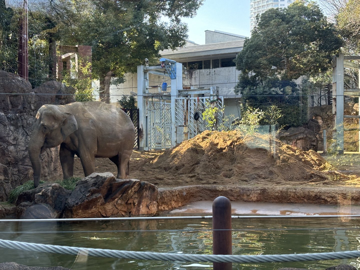 Asian Elephant bull enclosure
