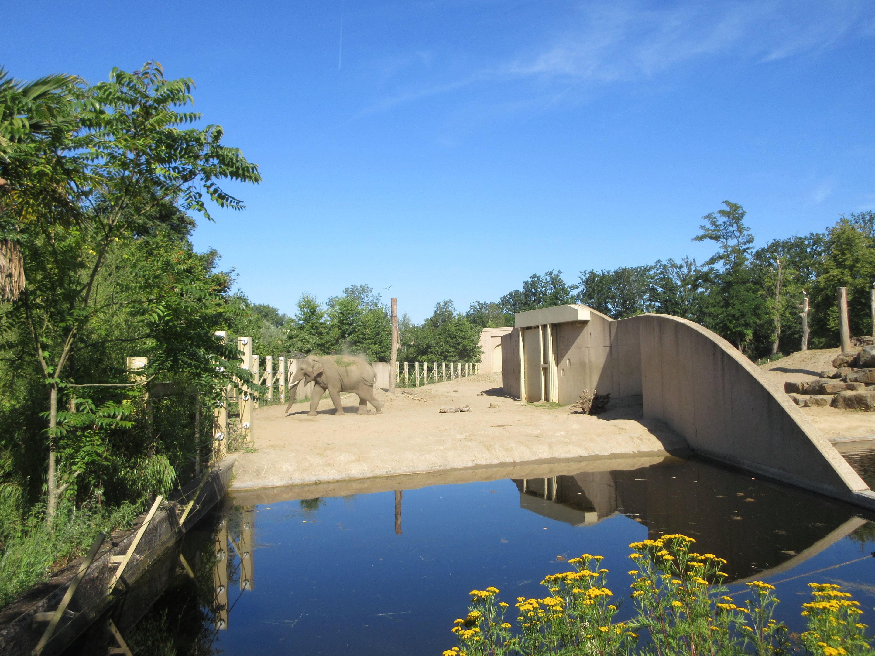 Asian Elephant - Bull Exhibit
