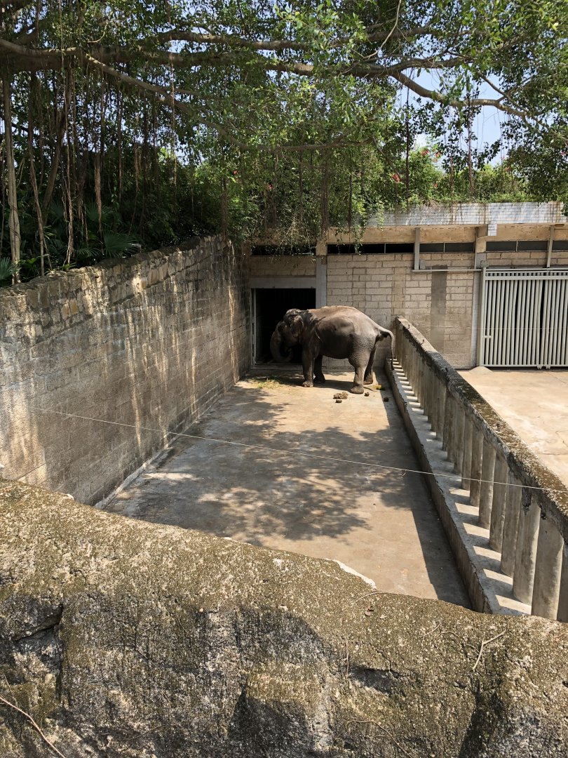 Asian Elephant (Bull) Exhibit