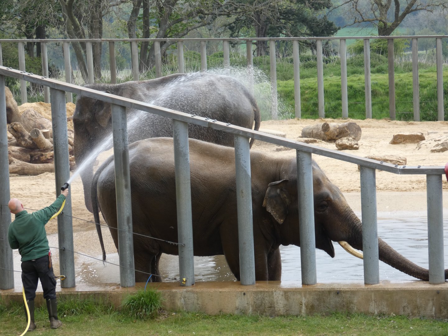 Asian elephant bull in pool