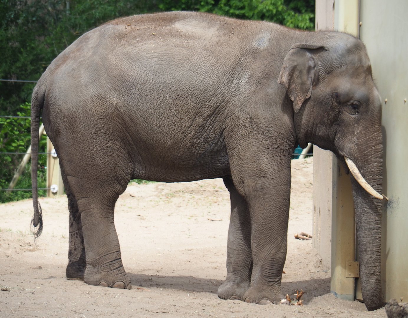 Asian elephant bull Kanvar (Elephas maximus), 2020-05-23