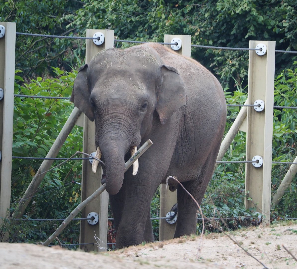 Asian elephant bull Kanvar (Elephas maximus), 2020-08-15