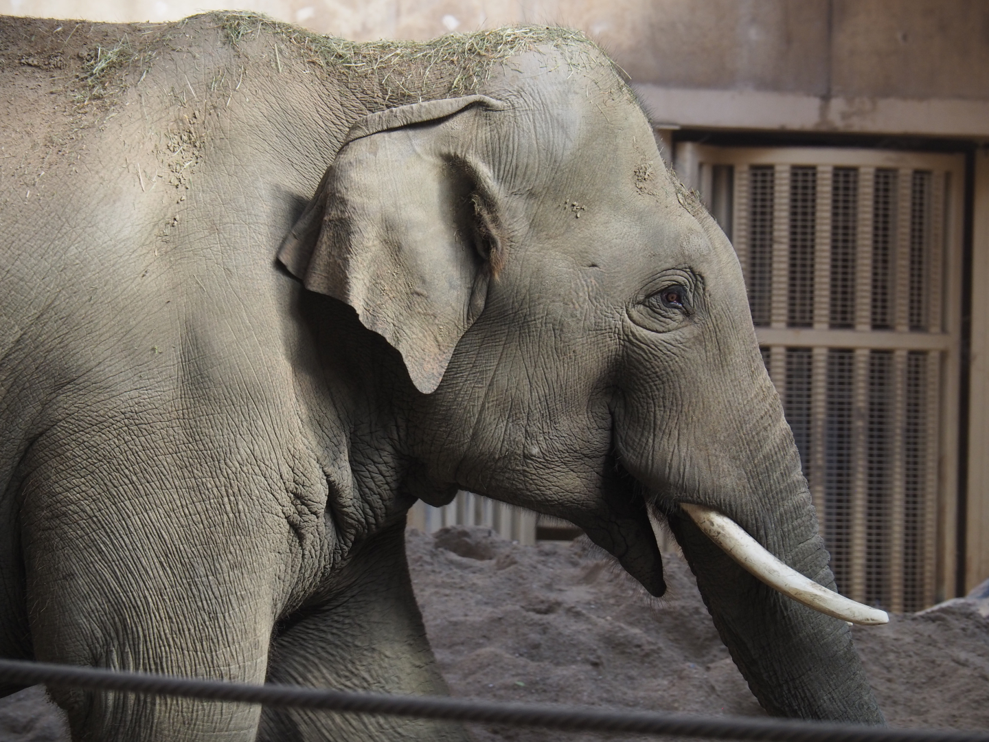 Asian elephant bull Kanvar (Elephas maximus), 2020-09-16