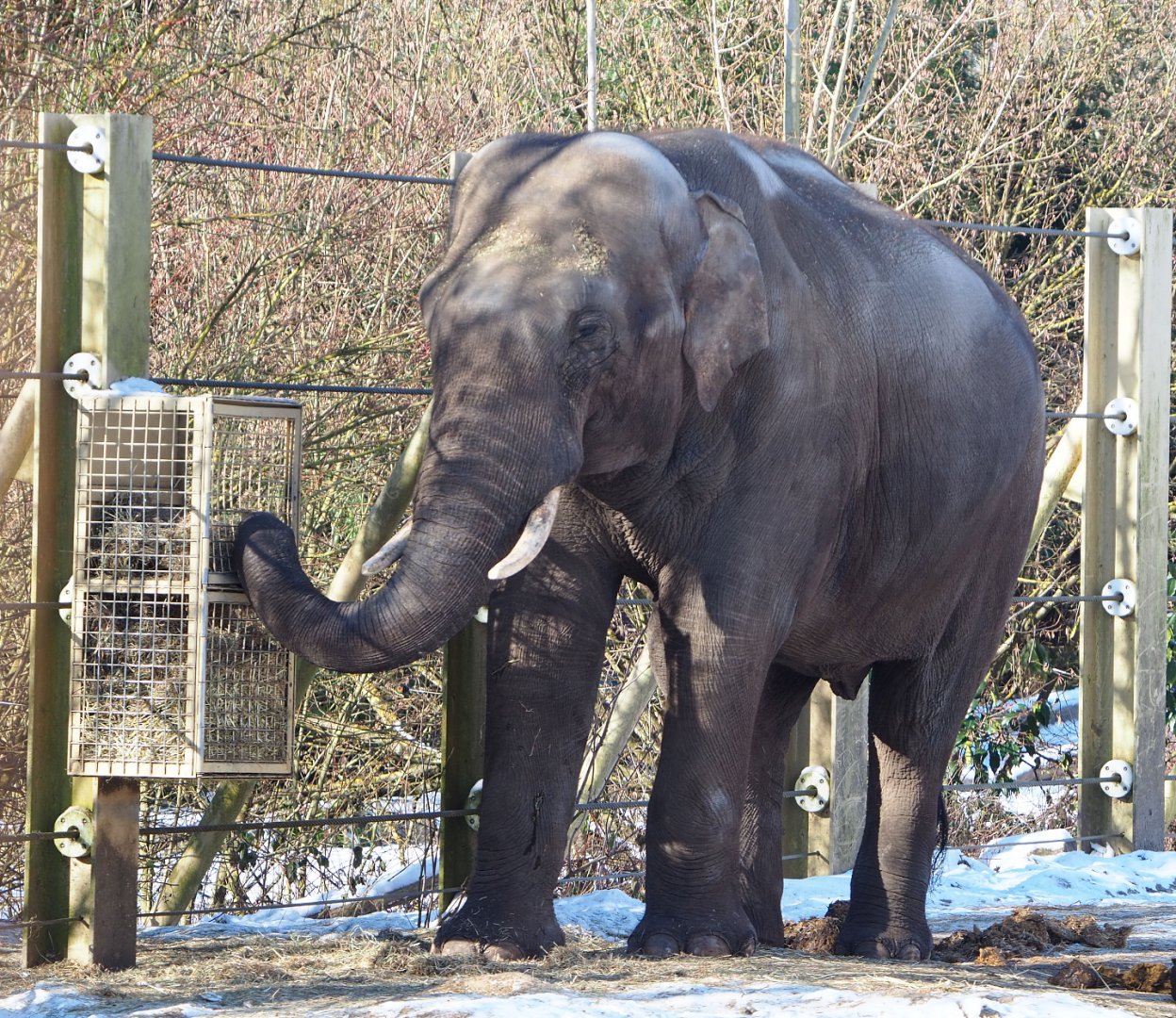 Asian elephant bull Kanvar (Elephas maximus), 2021-02-14