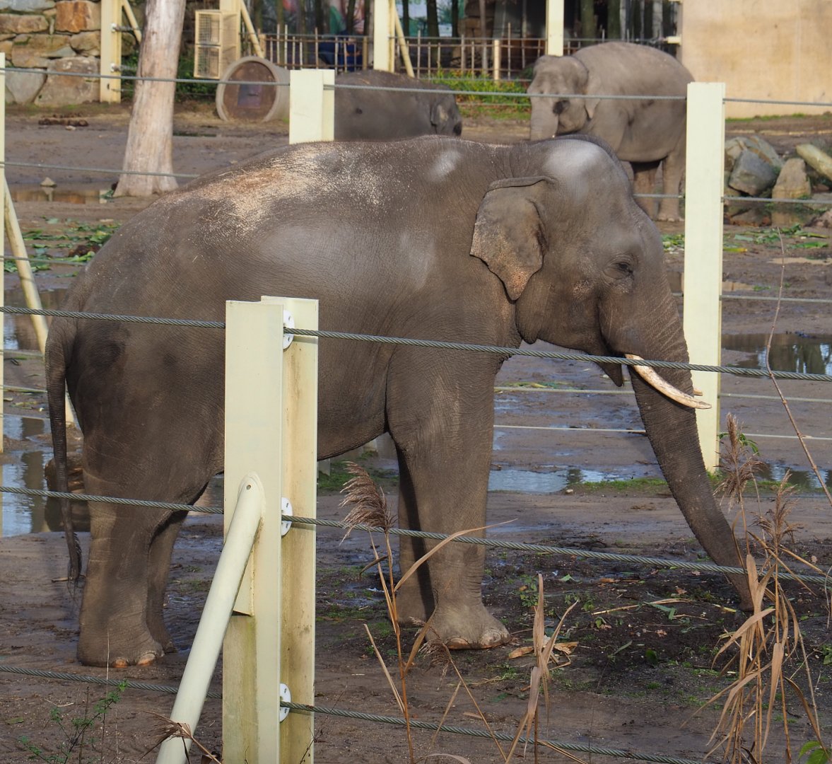 Asian elephant bull Kanvar (Elephas maximus), 2021-12-07